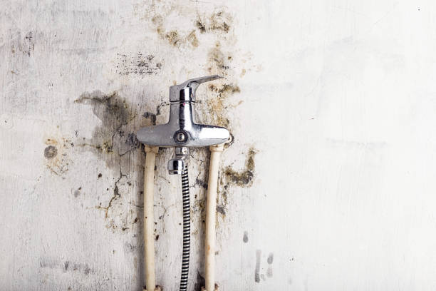 Best Office Mold Removal Services  in Carrollton, MO