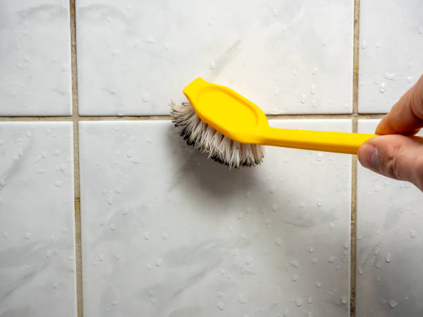 Best Same-Day Mold Removal  in Carrollton, MO