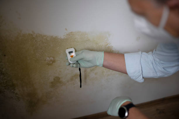 Best Mold Damage Repair  in Carrollton, MO