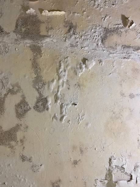 Professional Mold Removal in Carrollton, MO