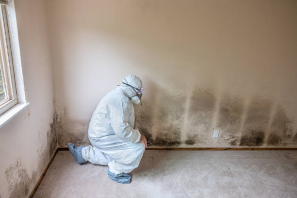 Best Residential Mold Removal  in Carrollton, MO